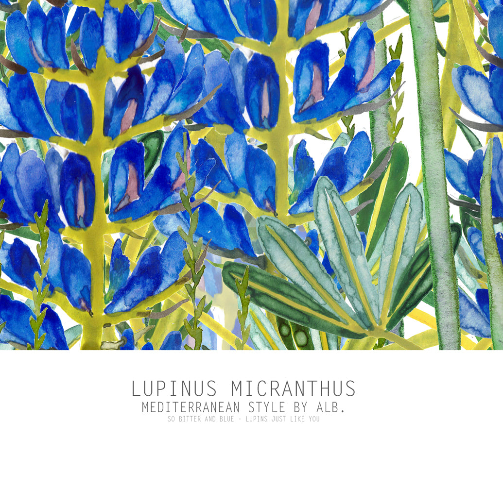 LUPINS MICRANTHUS
