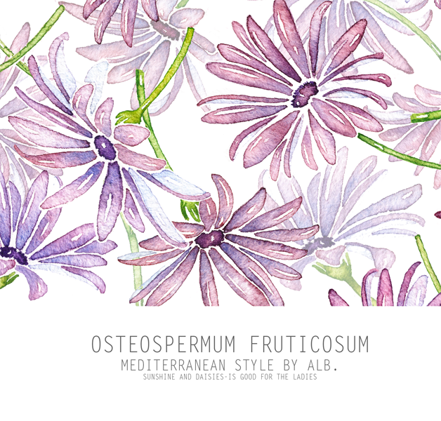 Osteospermum fruticosum canvas art