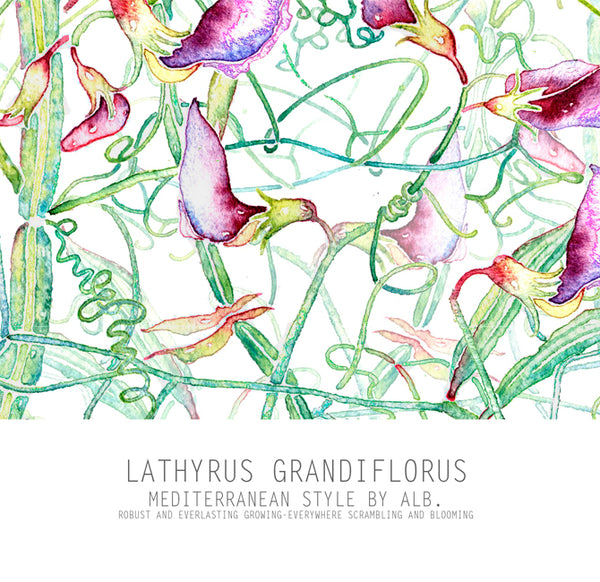 lathyrus grandiflorus print