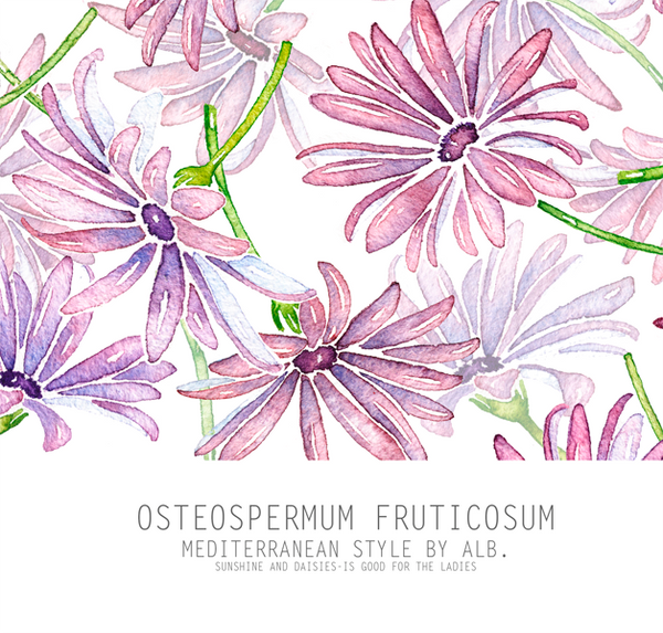 Osteospermum fruticosum canvas art