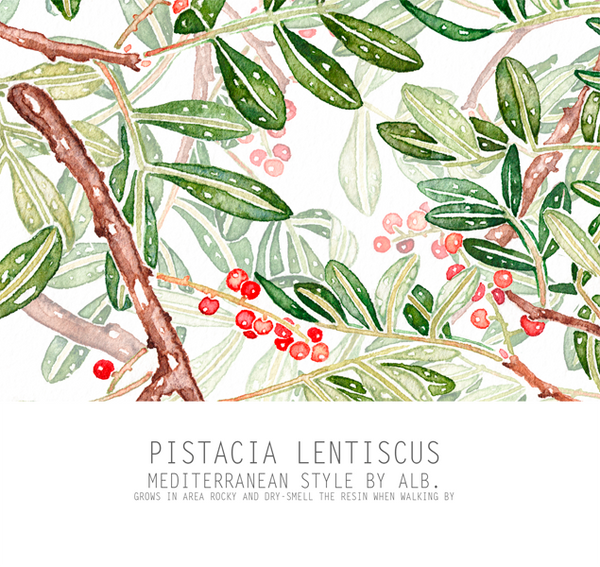 Pistacia Lentiscus art 